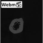 NH CAM2 301 Pan troglodytes troglodytes metacarpal fourth right ct stack movie
