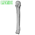 NH CAM2 301 Pan troglodytes troglodytes metacarpal fourth right ply