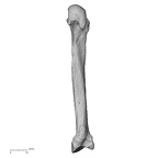 NH CAM2 301 Pan troglodytes troglodytes metacarpal second right palmar