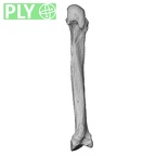 NH CAM2 301 Pan troglodytes troglodytes metacarpal second right ply