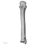 NH CAM2 301 Pan troglodytes troglodytes metacarpal third right palmar
