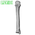 NH CAM2 301 Pan troglodytes troglodytes metacarpal third right ply