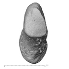 NH CAM2 301 Pan troglodytes troglodytes pisiform right radial