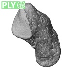 NH CAM2 301 Pan troglodytes troglodytes pisiform right ply
