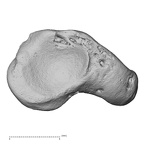 NH CAM2 301 Pan troglodytes troglodytes scaphoid right distal