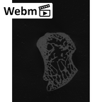 NH CAM2 301 Pan troglodytes troglodytes scaphoid right ct stack movie