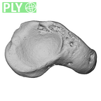 NH CAM2 301 Pan troglodytes troglodytes scaphoid right ply