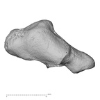 NH CAM2 301 Pan troglodytes troglodytes trapezium right distal