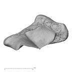 NH CAM2 301 Pan troglodytes troglodytes trapezium right proximal