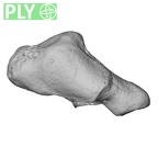 NH CAM2 301 Pan troglodytes troglodytes trapezium right ply