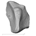 NH CAM2 301 Pan troglodytes troglodytes trapezoid right distal