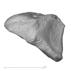 NH CAM2 301 Pan troglodytes troglodytes trapezoid right proximal