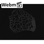 NH CAM2 301 Pan troglodytes troglodytes trapezoid right ct stack movie