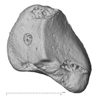 NH CAM2 301 Pan troglodytes troglodytes triquetrum right distal