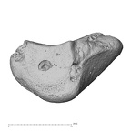 NH CAM2 301 Pan troglodytes troglodytes triquetrum right proximal