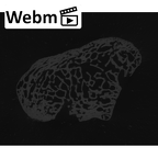 NH CAM2 301 Pan troglodytes troglodytes triquetrum right ct stack movie