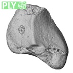 NH CAM2 301 Pan troglodytes troglodytes triquetrum right ply