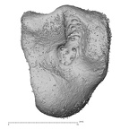 NH CON 214 Pan troglodytes schweinfurthii capitate left radial