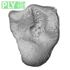 NH CON 214 Pan troglodytes schweinfurthii capitate left ply