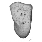 NH CON 214 Pan troglodytes schweinfurthii hamate left distal