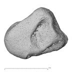 NH CON 214 Pan troglodytes schweinfurthii hamate left radial