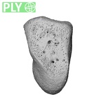 NH CON 214 Pan troglodytes schweinfurthii hamate left ply