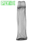 NH CON 214 Pan troglodytes schweinfurthii hand phalanx second proximal left ply