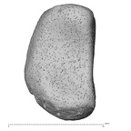 NH CON 214 Pan troglodytes schweinfurthii lunate left distal
