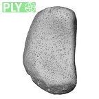 NH CON 214 Pan troglodytes schweinfurthii lunate left ply
