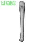 NH CON 214 Pan troglodytes schweinfurthii metacarpal fourth left ply
