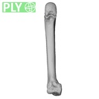 NH CON 214 Pan troglodytes schweinfurthii metacarpal second left ply