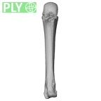 NH CON 214 Pan troglodytes schweinfurthii metacarpal third left ply