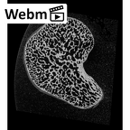 NH CON 214 Pan troglodytes schweinfurthii scaphoid left ct stack movie