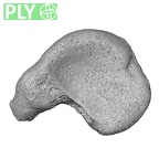 NH CON 214 Pan troglodytes schweinfurthii scaphoid left ply