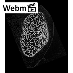 NH CON 214 Pan troglodytes schweinfurthii triquetrum left ct stack movie