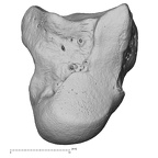 NH MER00 279 Pan troglodytes troglodytes capitate left ulnar