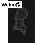 NH MER00 279 Pan troglodytes troglodytes capitate left ct stack movie