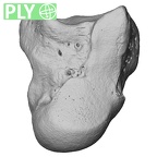 NH MER00 279 Pan troglodytes troglodytes capitate left ply