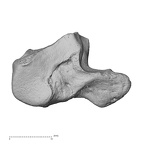 NH MER00 279 Pan troglodytes troglodytes hamate left radial