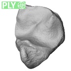 NH MER00 279 Pan troglodytes troglodytes hamate left ply