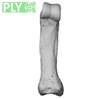 NH MER00 279 Pan troglodytes troglodytes hand phalanx fifth proximal left ply