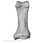 hand phalanx first proximal left