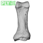NH MER00 279 Pan troglodytes troglodytes hand phalanx first proximal left ply