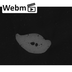 NH MER00 279 Pan troglodytes troglodytes hand phalanx fourth middle left ct stack movie