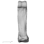 hand phalanx fourth proximal left