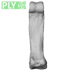 NH MER00 279 Pan troglodytes troglodytes hand phalanx fourth proximal left ply