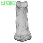 NH MER00 279 Pan troglodytes troglodytes hand phalanx second middle left ply