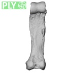 NH MER00 279 Pan troglodytes troglodytes hand phalanx second proximal left ply