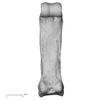 hand phalanx third proximal left