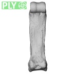 NH MER00 279 Pan troglodytes troglodytes hand phalanx third proximal left ply
